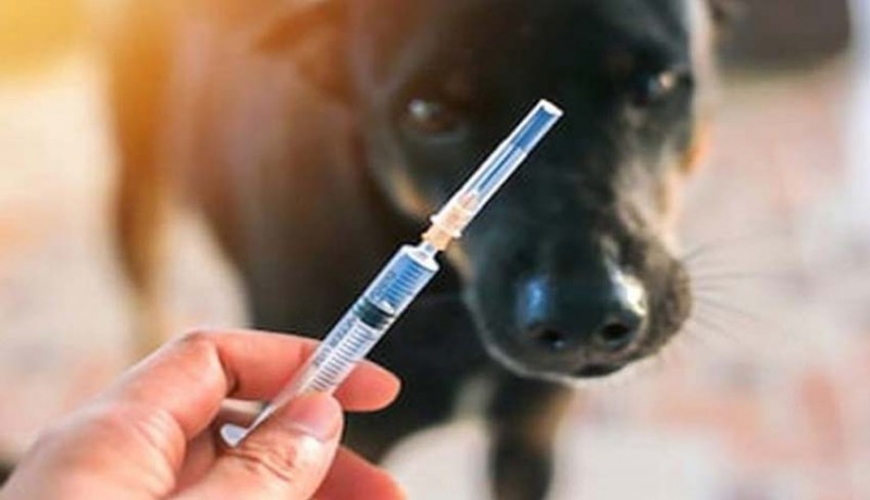www.nusabali.com-program-vaksinasi-tuntas-71075-anjing-telah-tervaksin