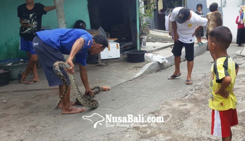 www.nusabali.com-ular-piton-3-meter-hebohkan-warga-kampung-baru