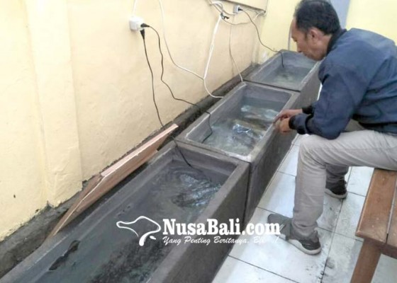 Nusabali.com - layanan-terapi-ikan-rsu-bangli-ditutup