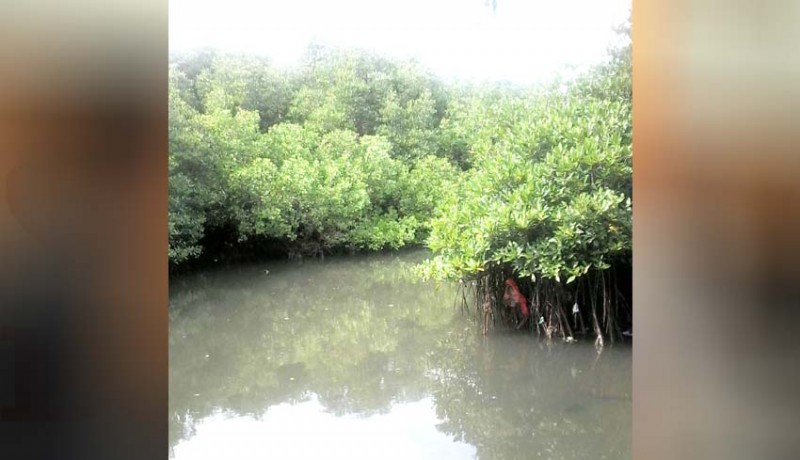 www.nusabali.com-sampah-ancam-kelestarian-mangrove