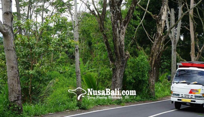 www.nusabali.com-puluhan-pohon-perindang-mati-dikuliti-orang-tak-dikenal