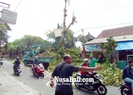 Nusabali.com - dlhk-denpasar-lakukan-perompesan-pohon