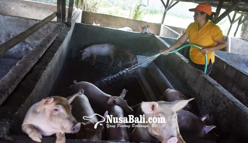 www.nusabali.com-peternak-ramai-ramai-jual-babi