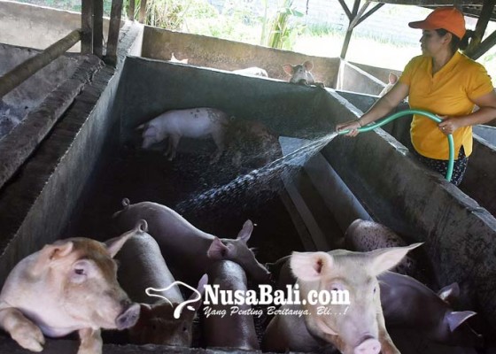 Nusabali.com - peternak-ramai-ramai-jual-babi