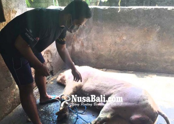 Nusabali.com - distan-buta-data-kematian-babi