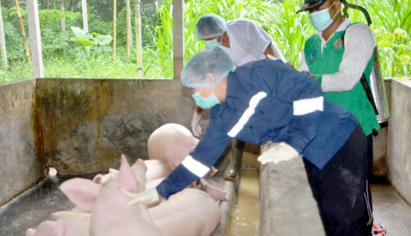 www.nusabali.com-dinas-pertanian-dan-pangan-periksa-puluhan-babi-siap-potong