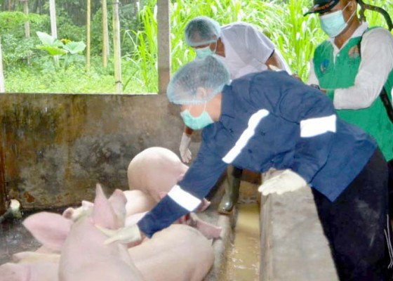 Nusabali.com - dinas-pertanian-dan-pangan-periksa-puluhan-babi-siap-potong