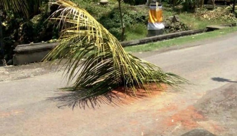 www.nusabali.com-jalan-berlubang-ditutup-pelepah-pohon-kelapa