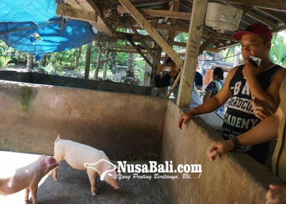 Nusabali.com - sepuluh-babi-mati-mendadak-di-banjar-samuh