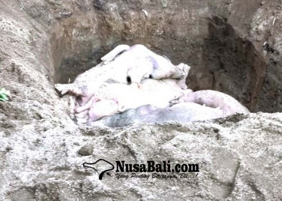 Nusabali.com - puluhan-babi-diisolasi-pasca-diserang-penyakit-misterius