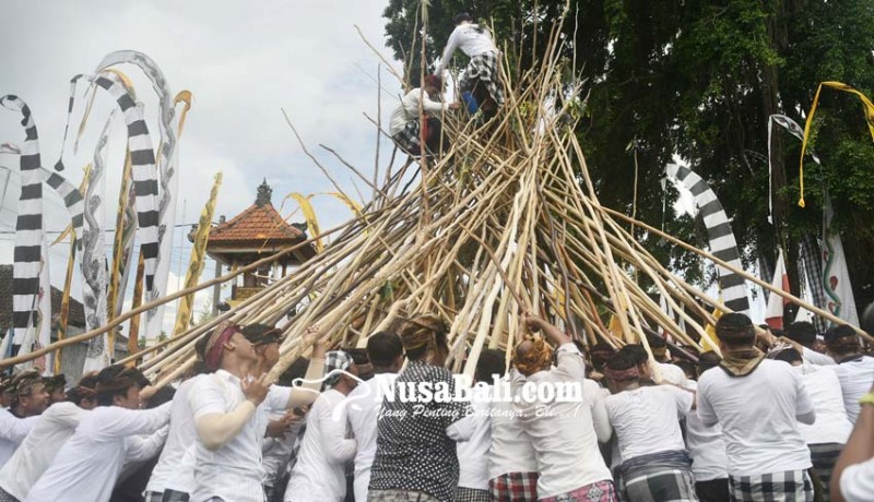 www.nusabali.com-tradisi-makotek-meriahkan-hari-raya-kuningan-di-munggu