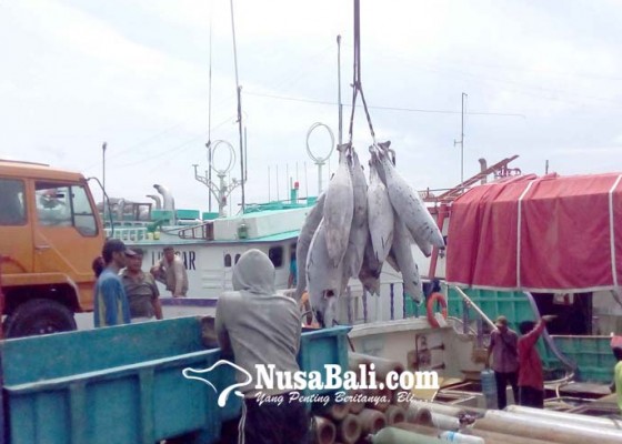 Nusabali.com - eropa-gemari-ekspor-tuna-bali