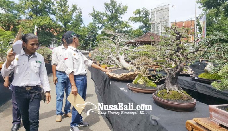www.nusabali.com-350-bonsai-adu-cantik-di-buleleng