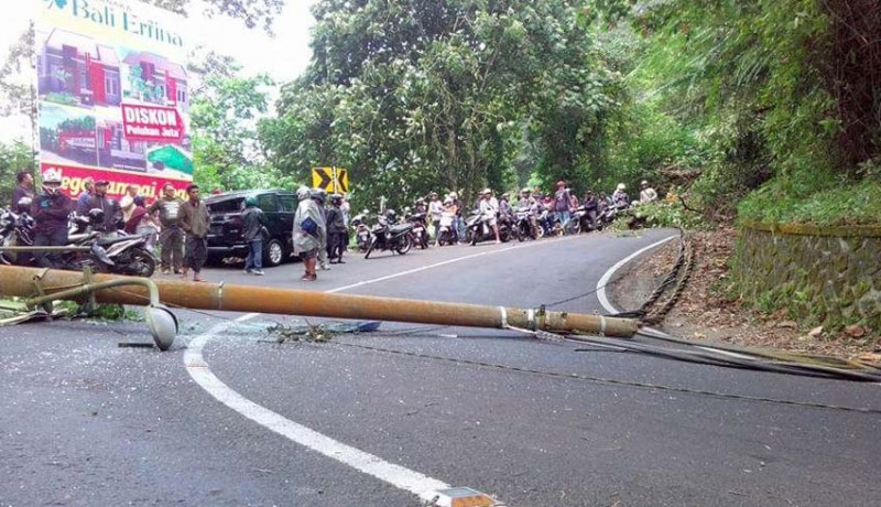 www.nusabali.com-pohon-roboh-jalur-denpasar-singaraja-sempat-lumpuh-total