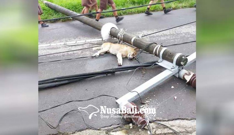 www.nusabali.com-tiang-listrik-beton-tumbang-timpa-seekor-anjing