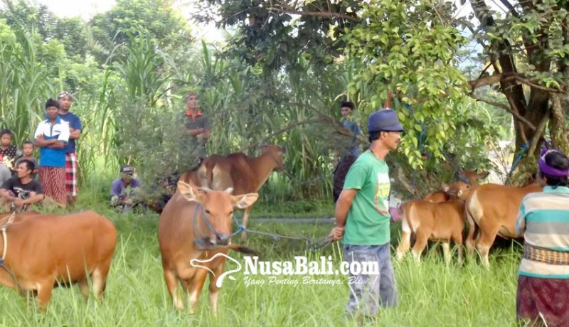 www.nusabali.com-tradisi-maedeng-memilih-godel-kurban-tawur-kesanga