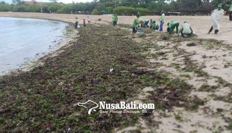 www.nusabali.com-sampah-rumput-laut-berdatangan-di-pantai-nusa-dua