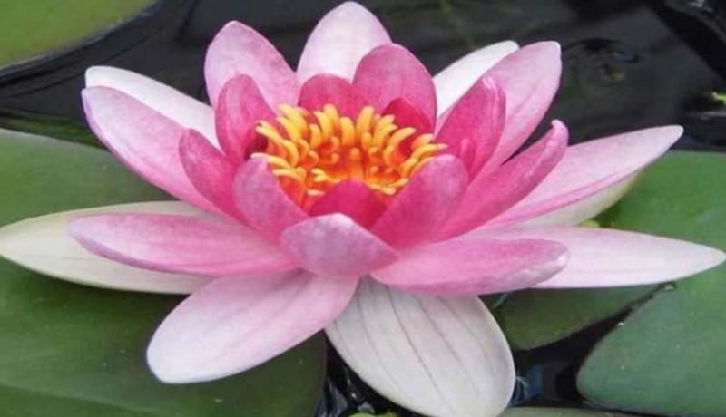 www.nusabali.com-lentera-lotus-indah-pengertian
