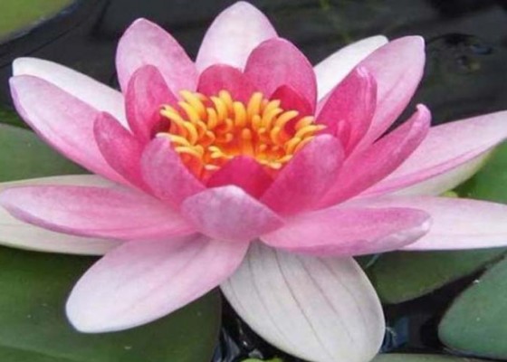 Nusabali.com - lentera-lotus-indah-pengertian