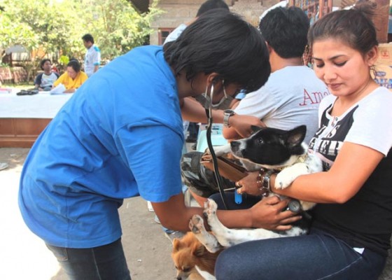 Nusabali.com - ratusan-ekor-anjing-di-vaksin