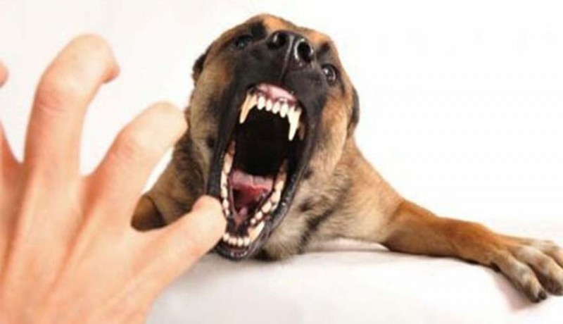 www.nusabali.com-muncul-kasus-rabies-23-anjing-liar-dieliminasi