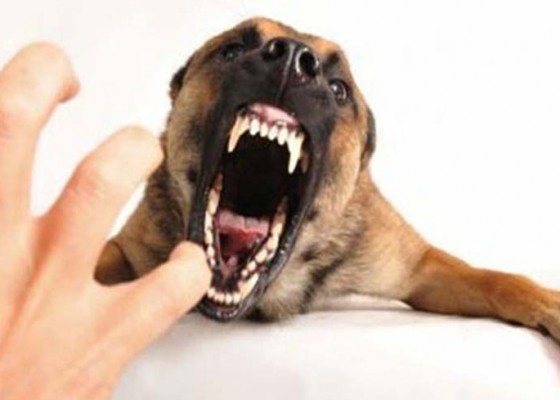 Nusabali.com - muncul-kasus-rabies-23-anjing-liar-dieliminasi