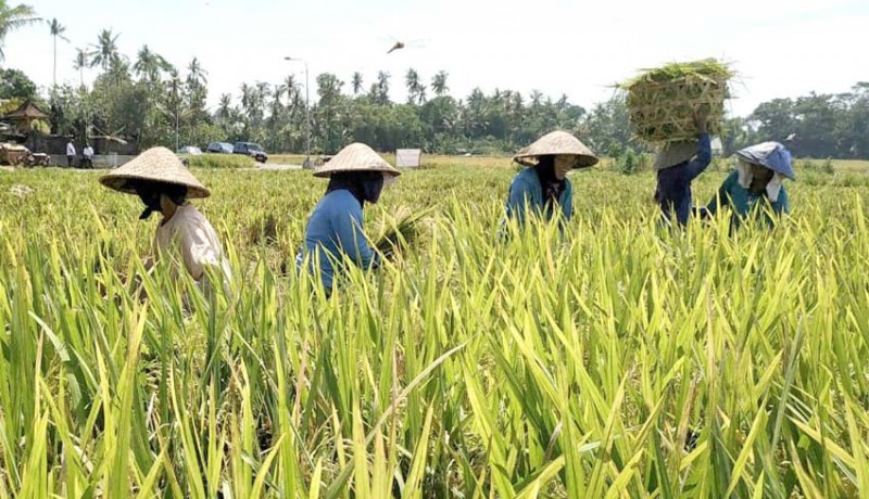 www.nusabali.com-perumda-pasar-mangu-giri-sedana-akan-pasarkan-produk-pertanian-lokal