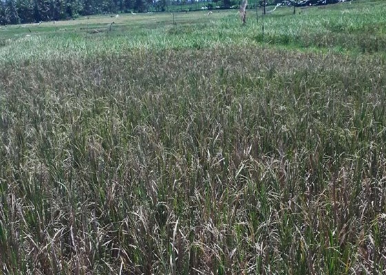 Nusabali.com - tikus-serang-padi-369-hektare