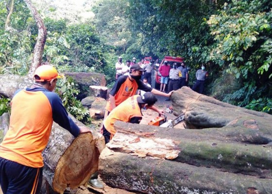 Nusabali.com - pohon-usia-ratusan-tahun-tumbang-tutup-jalan