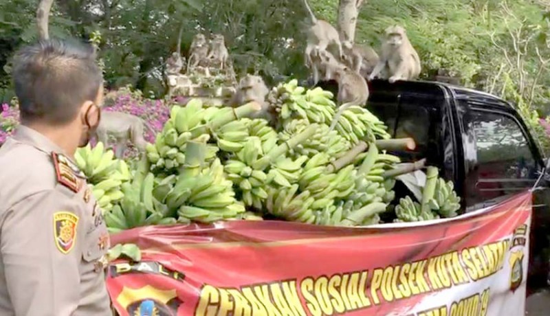 www.nusabali.com-polsek-kutsel-sumbang-1-pick-up-pisang-untuk-monyet-di-pecatu