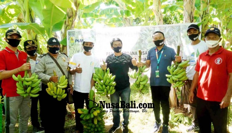 www.nusabali.com-desa-bukti-dijadikan-pusat-pengembangan-pisang