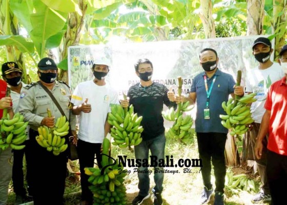 Nusabali.com - desa-bukti-dijadikan-pusat-pengembangan-pisang