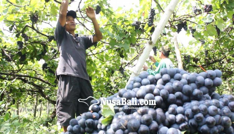 www.nusabali.com-buleleng-selamatkan-buah-lokal-bali
