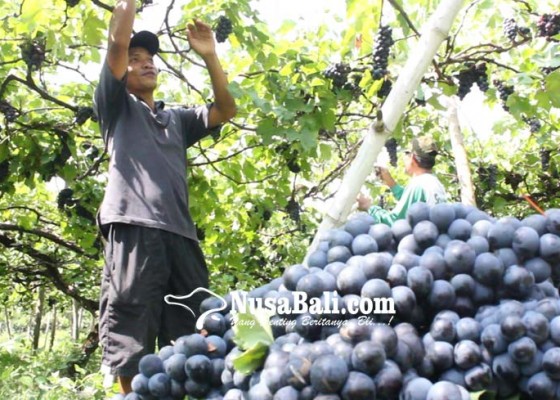 Nusabali.com - buleleng-selamatkan-buah-lokal-bali