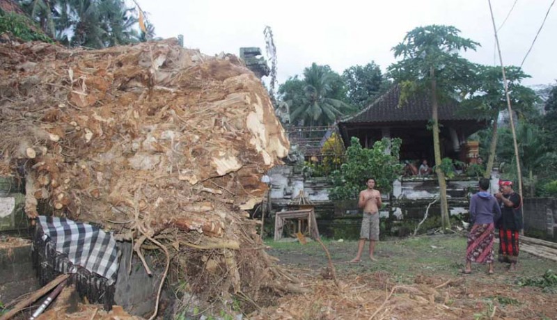 www.nusabali.com-dua-pura-di-desa-pakraman-gegelang-rusak-dihantam-pohon