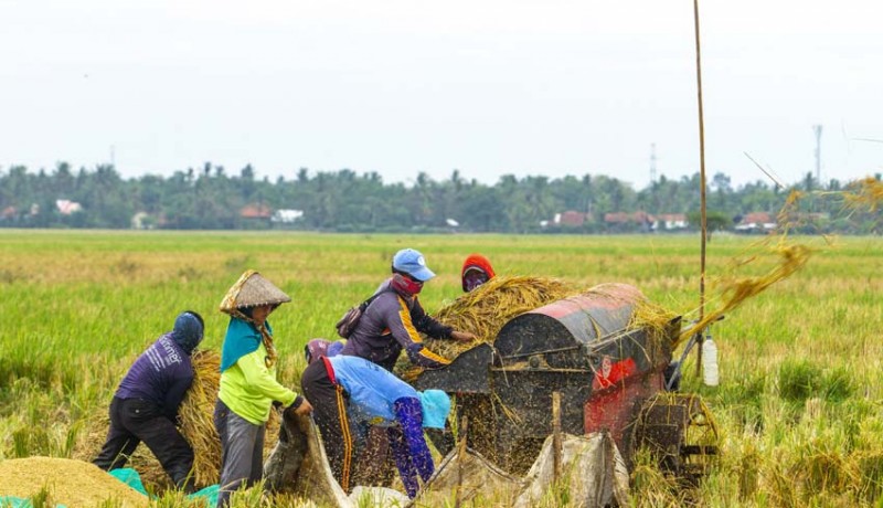 www.nusabali.com-kredit-pemulihan-pertanian-dialokasikan-rp-50-triliun