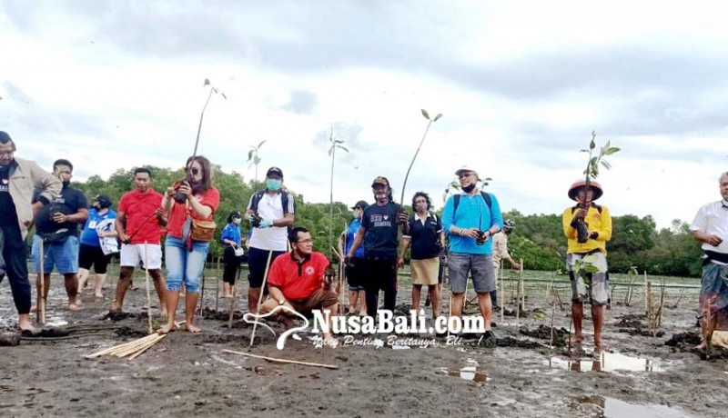 www.nusabali.com-antisipasi-abrasi-krama-kedonganan-tanam-2500-mangrove