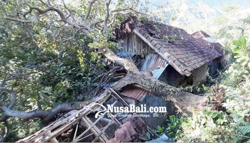 www.nusabali.com-rumah-dan-dapur-tertimpa-pohon-tumbang