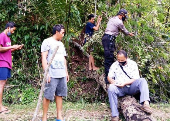 Nusabali.com - penebang-kayu-tewas-tertimpa-batang-pohon
