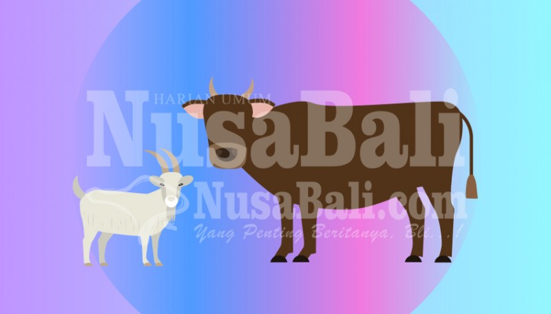 www.nusabali.com-semua-daging-kurban-layak-konsumsi