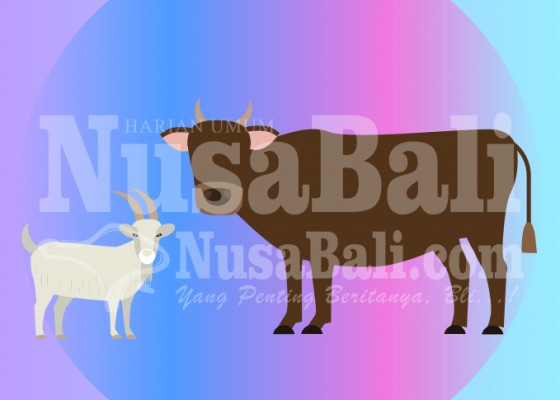 Nusabali.com - semua-daging-kurban-layak-konsumsi