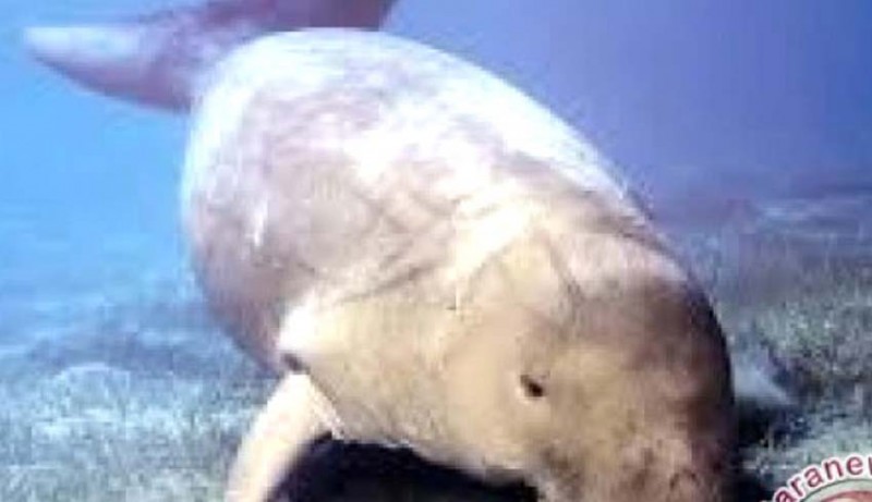 www.nusabali.com-ikan-dugong-jadi-atraksi-wisata