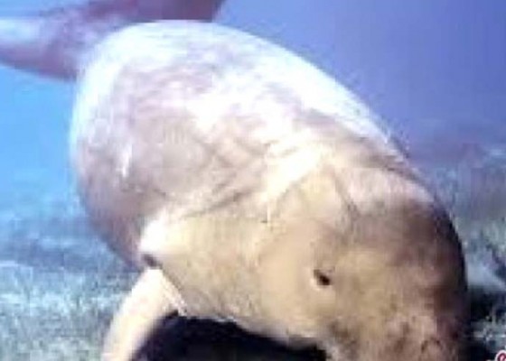 Nusabali.com - ikan-dugong-jadi-atraksi-wisata