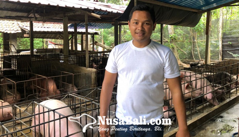 www.nusabali.com-candi-kusuma-farm-terapkan-biosecurity-untuk-ternak-babi