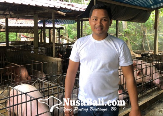 Nusabali.com - candi-kusuma-farm-terapkan-biosecurity-untuk-ternak-babi