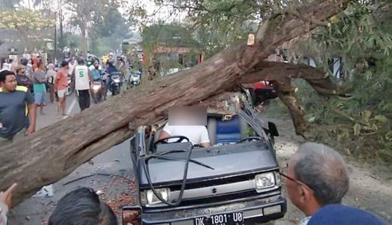 www.nusabali.com-tabrak-pohon-tumbang-pengemudi-tewas-tergencet