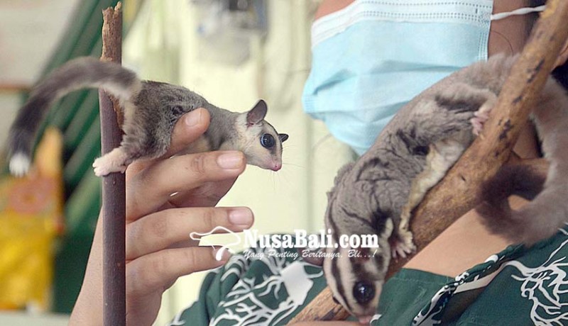www.nusabali.com-pengembangbiakkan-sugar-glider-hewan-marsupial-nan-lucu