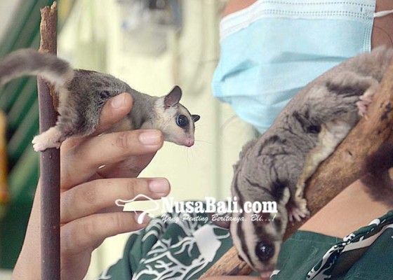 Nusabali.com - pengembangbiakkan-sugar-glider-hewan-marsupial-nan-lucu