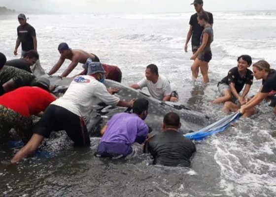 Nusabali.com - hiu-paus-15-ton-mati-terdampar-di-pantai-pekutatan