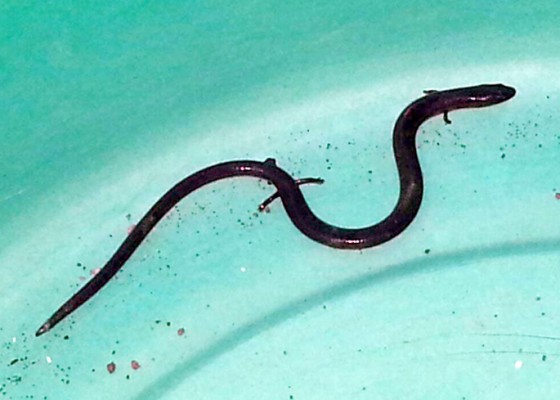 Nusabali.com - heboh-ular-berkaki-empat-di-rumah-kabag-ops-polres-jembrana